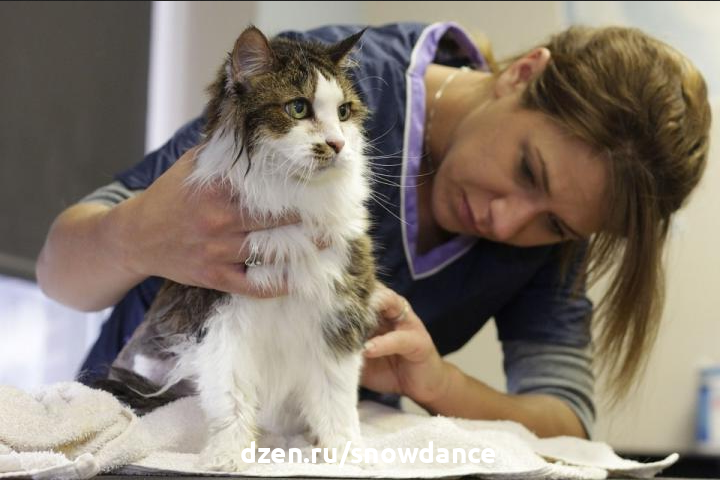 Что можно сделать, чтобы шерсть кошки была мягкой и блестящей?