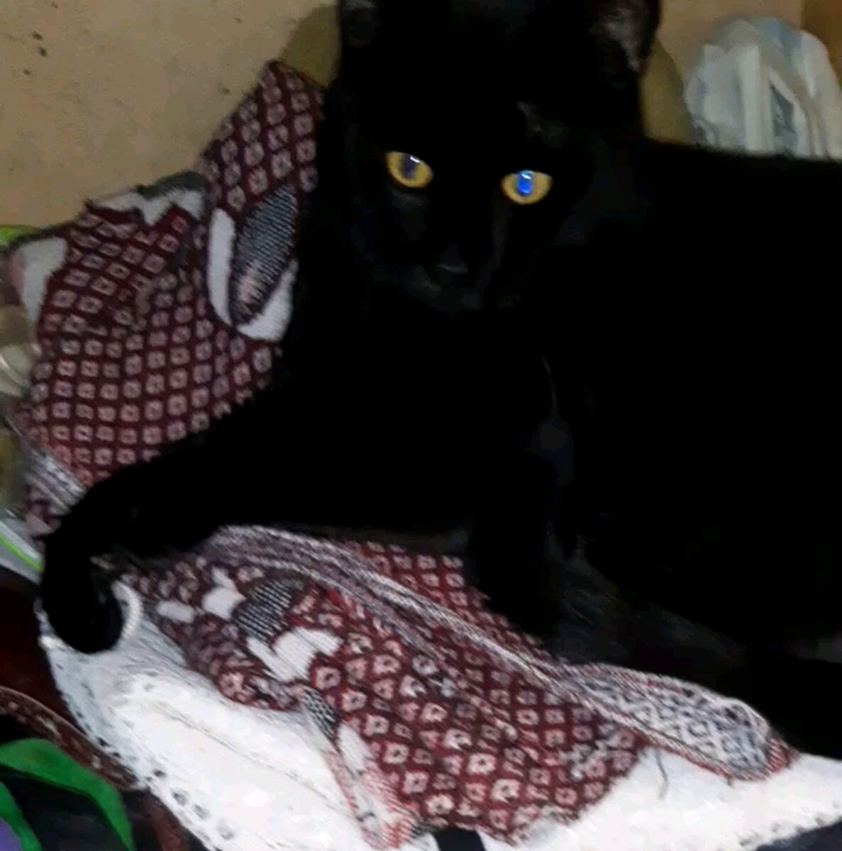 Мой любимый котик