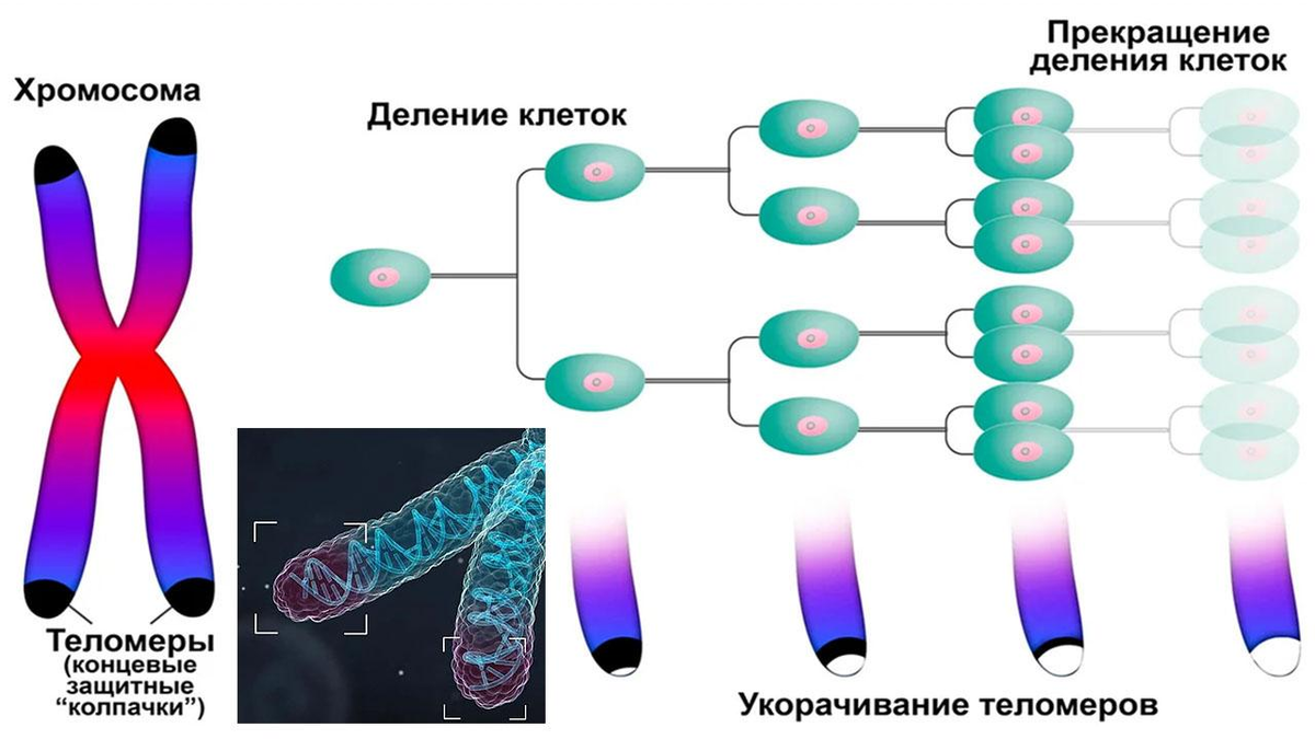 Б образование двухроматидных хромосом. Теломерная теория Хейфлика. Теломеры хромосом и старение. Оловников теломеры. Теория теломер.