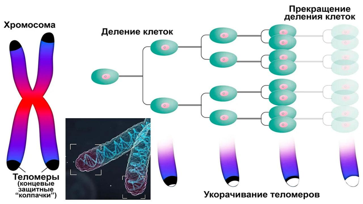 Синтетический период хромосомы. Теломерная теория Хейфлика. Оловников теломеры. Теория теломер. Теломеразная теория старения клеток.