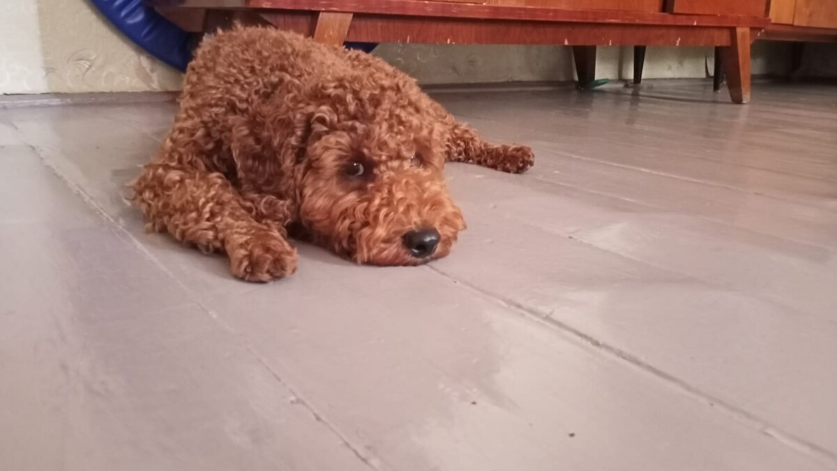 Румпель: - Дорогой Бог, я обожаю мальчика Гришу, я на него не кидаюсь, я его обнимаю.