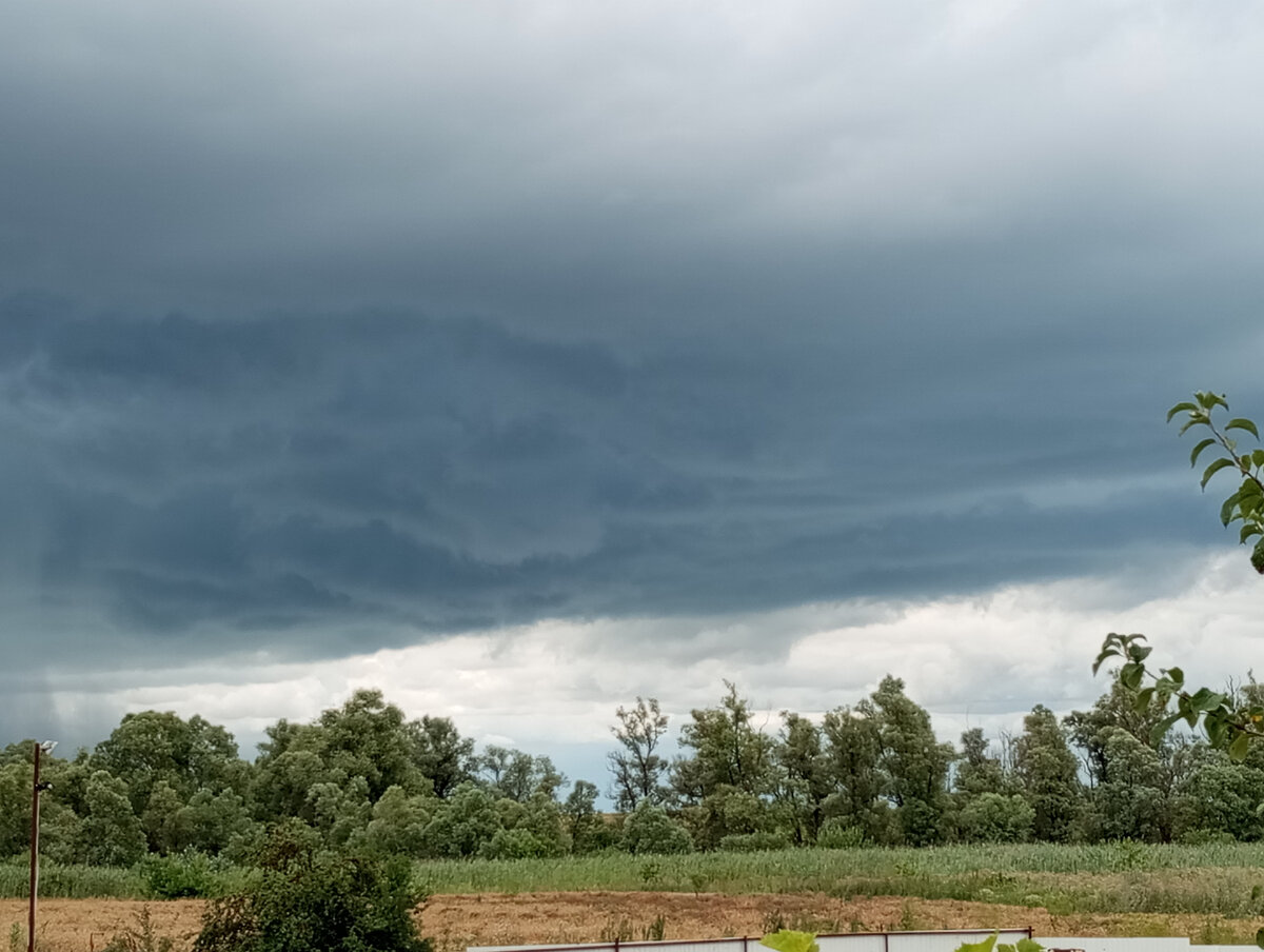Фото автора. Лесок возле нашей дачи. 