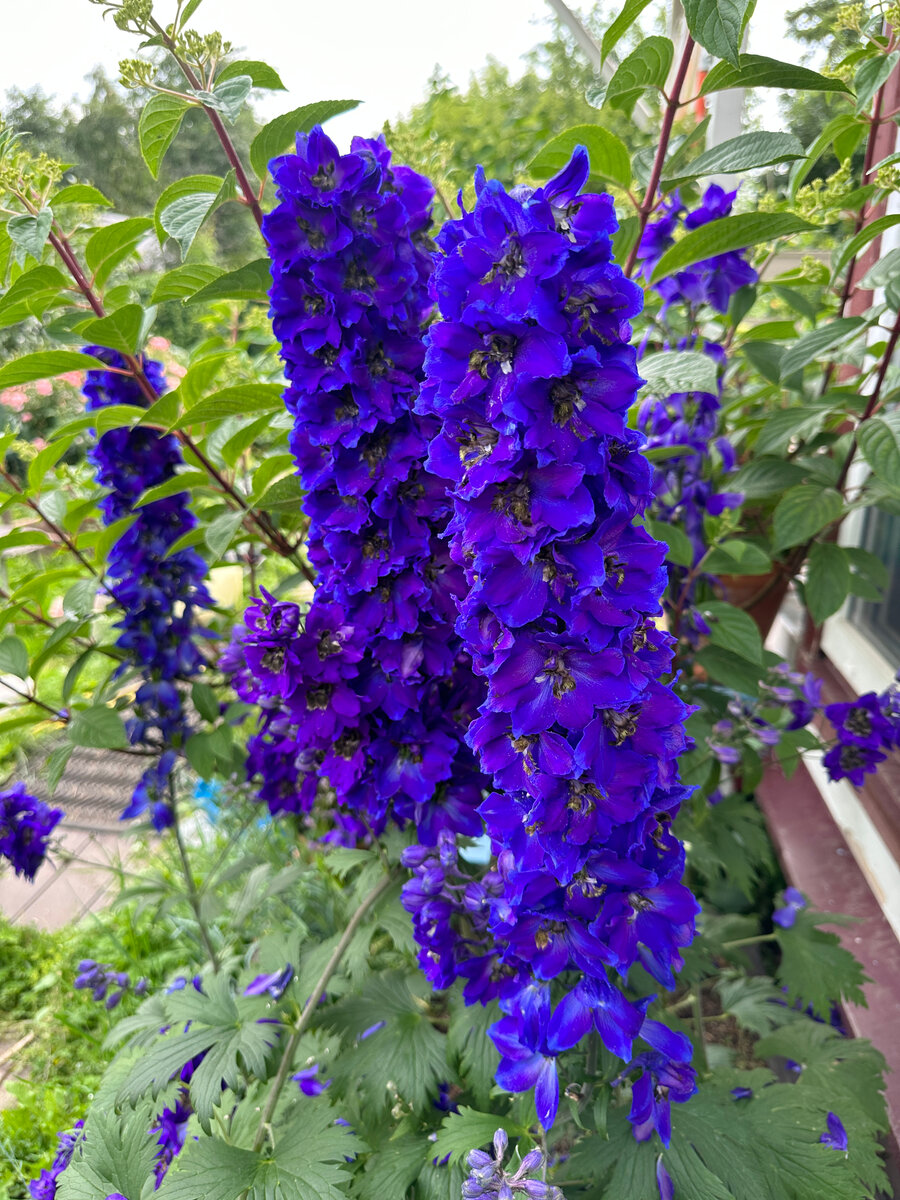 Дельфиниумы из купленных саженцев без каких-либо проблем растут и цветут у дома уже пятый сезон.