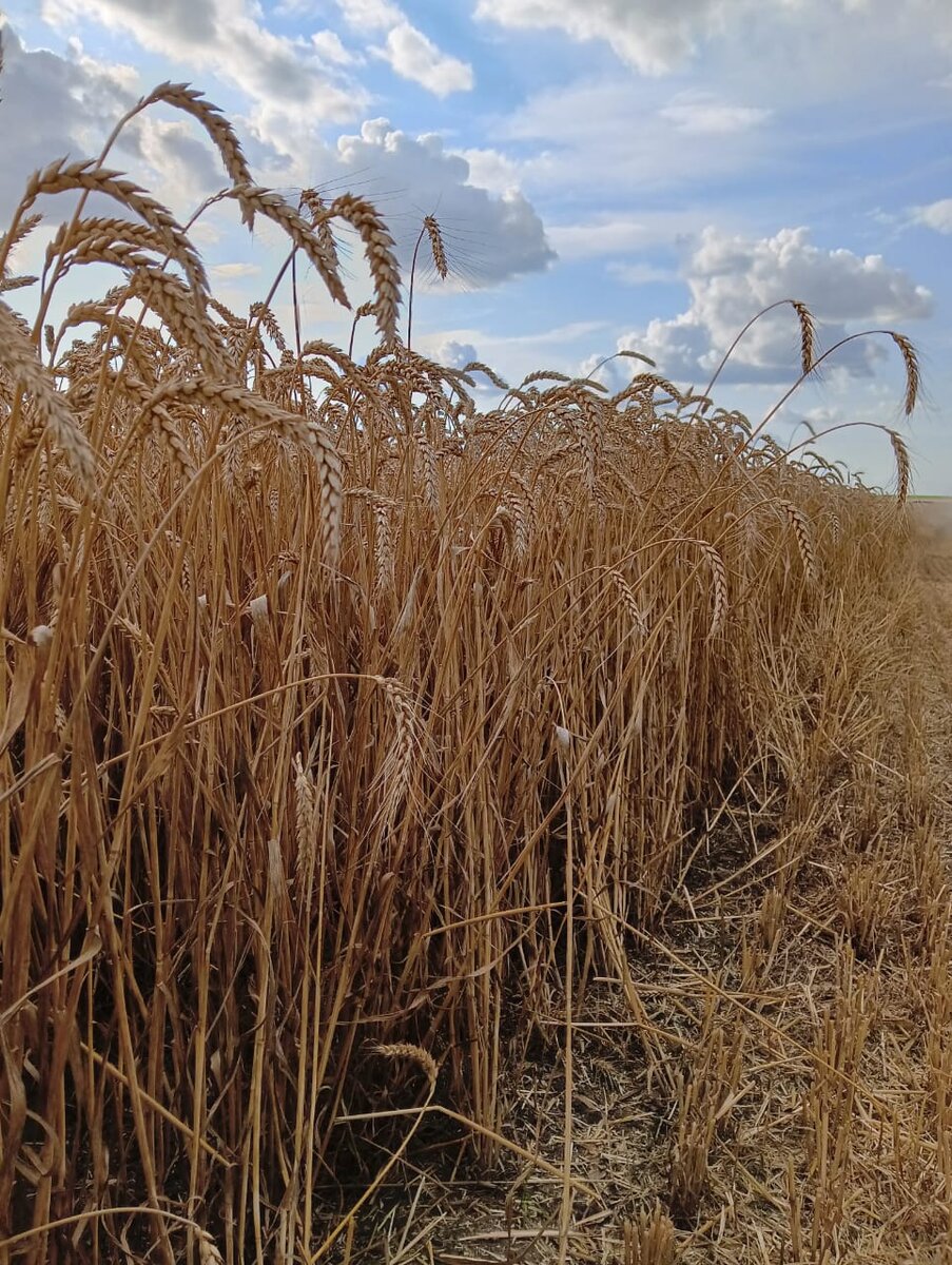 Паравая пшеница 🍞
