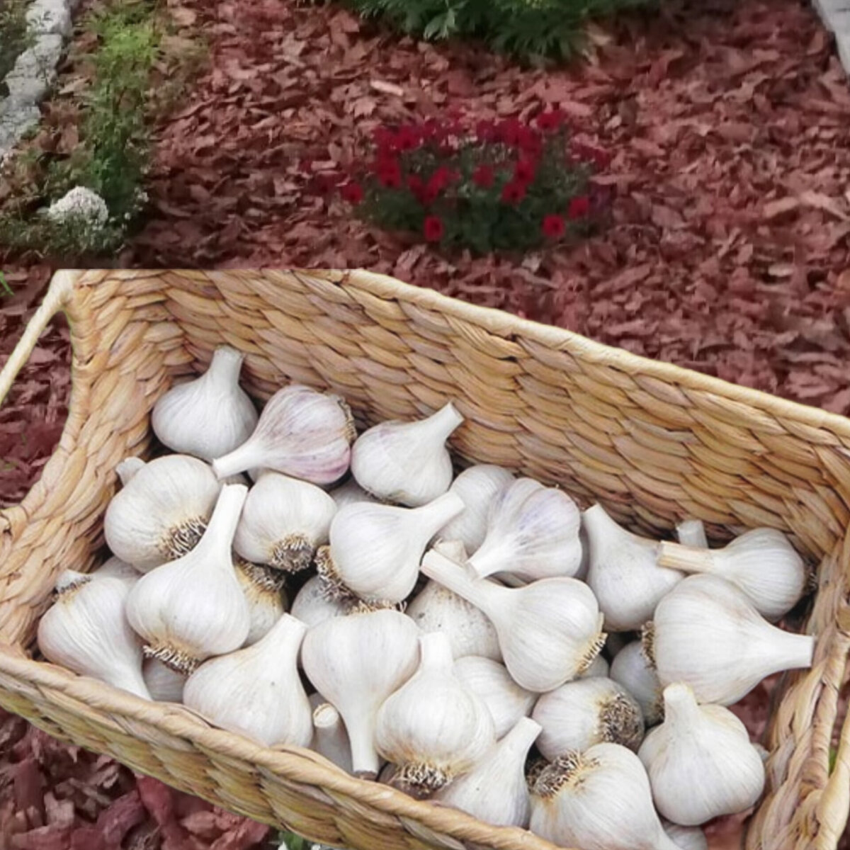 Как хранить чеснок в квартире. Хранение чеснока. Garlic Garden. Хранение головок. Как хранить чеснок свежевыкопанный.