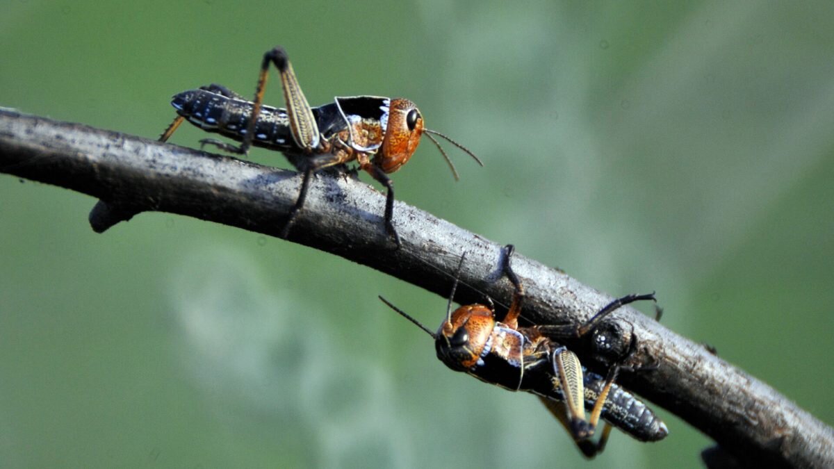    Фото: Sputnik/Алексей Куденко. Август Макаров