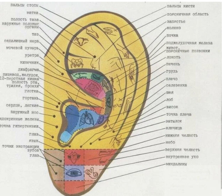 Массаж ушей избавляет от многих болезней