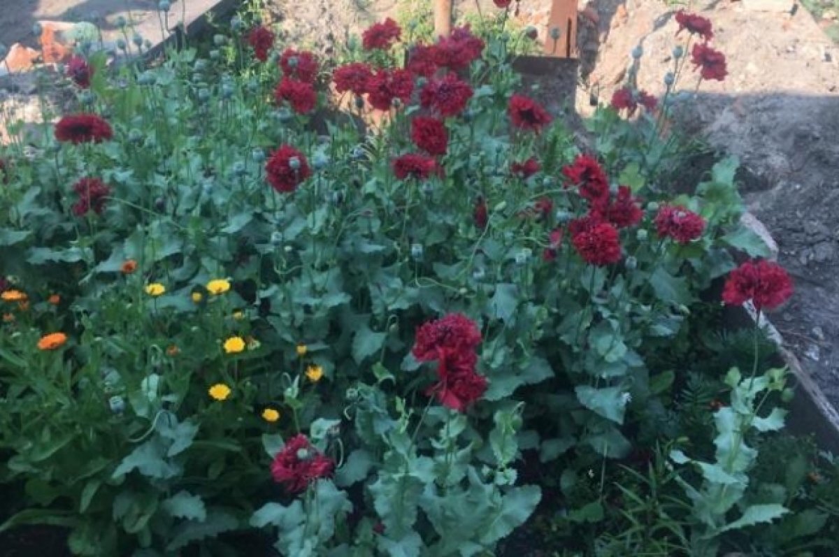    В Барнауле задержали пенсионерку за выращивание мака и конопли