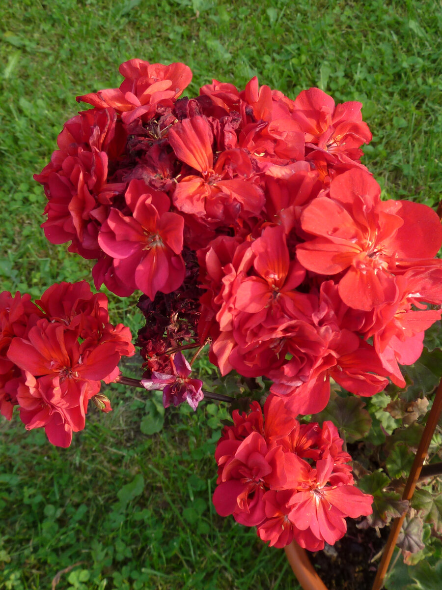 Вот здесь цвет ближе к реальному, но светлее, чем в реальности.