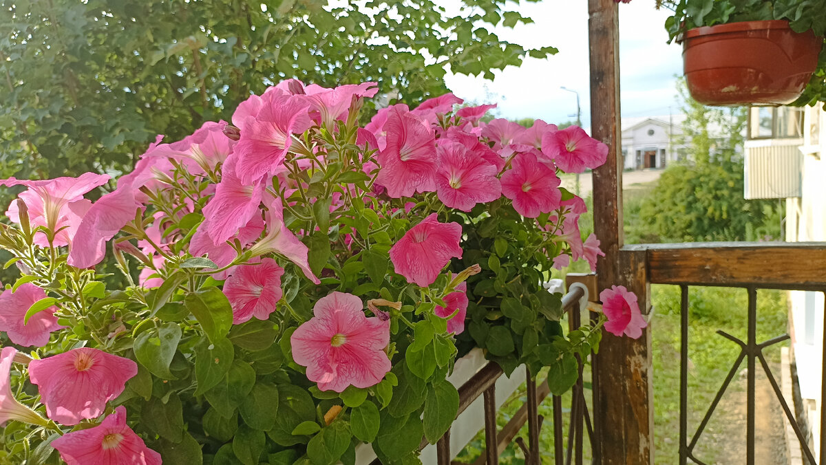 ������� E3 Easy Wave Pink Cosmo � ����� ����