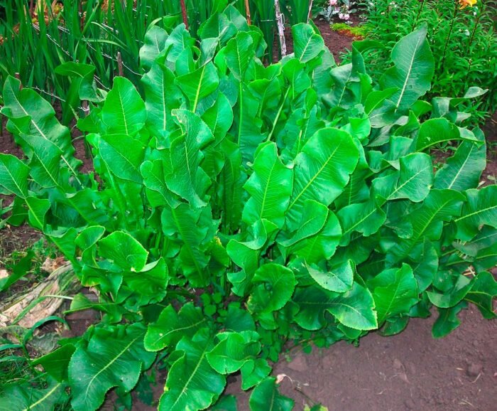 Картинка взята в открытом доступе с сайта: https://rastenievod.com/wp-content/uploads/2018/12/2-1-700x578.jpg