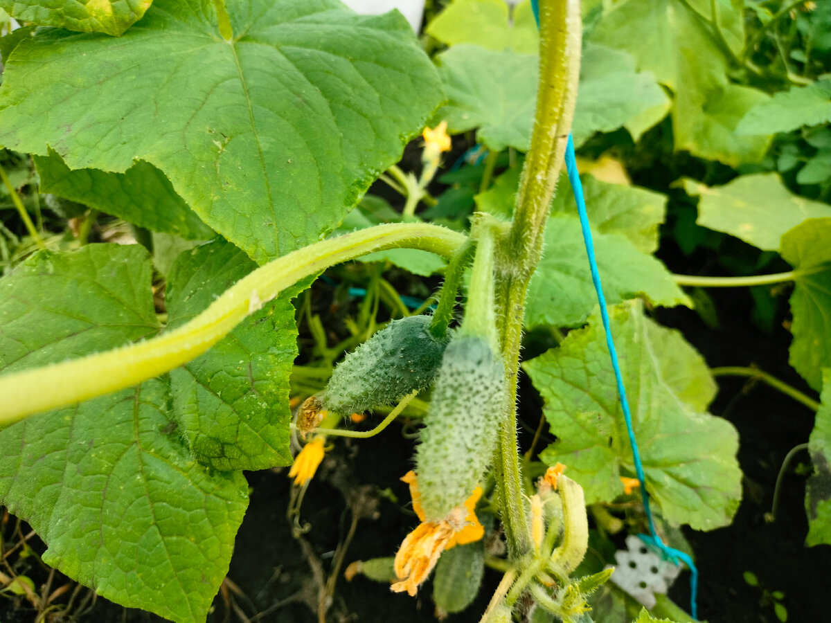 Огуречные малыши