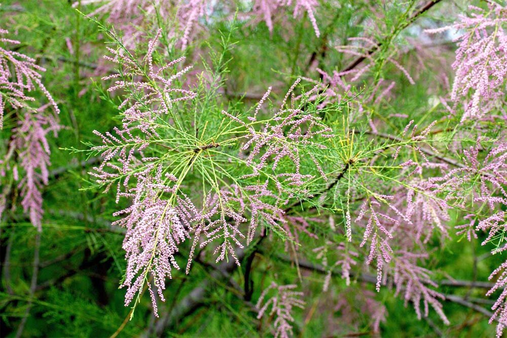 Кустарник 5 букв Кустарник 5 букв