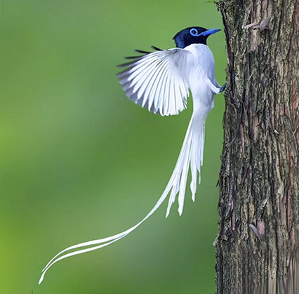 РАЙСКАЯ МУХОЛОВКА