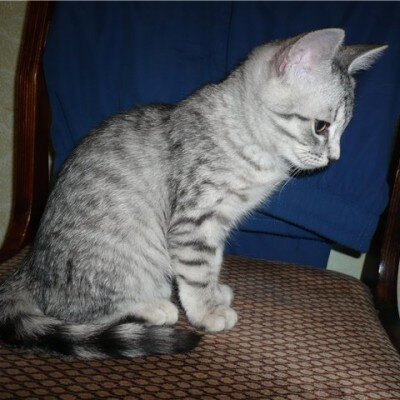 Дон Сезар де Бассиан, а попросту Бася. Здесь ему всего полгода. 