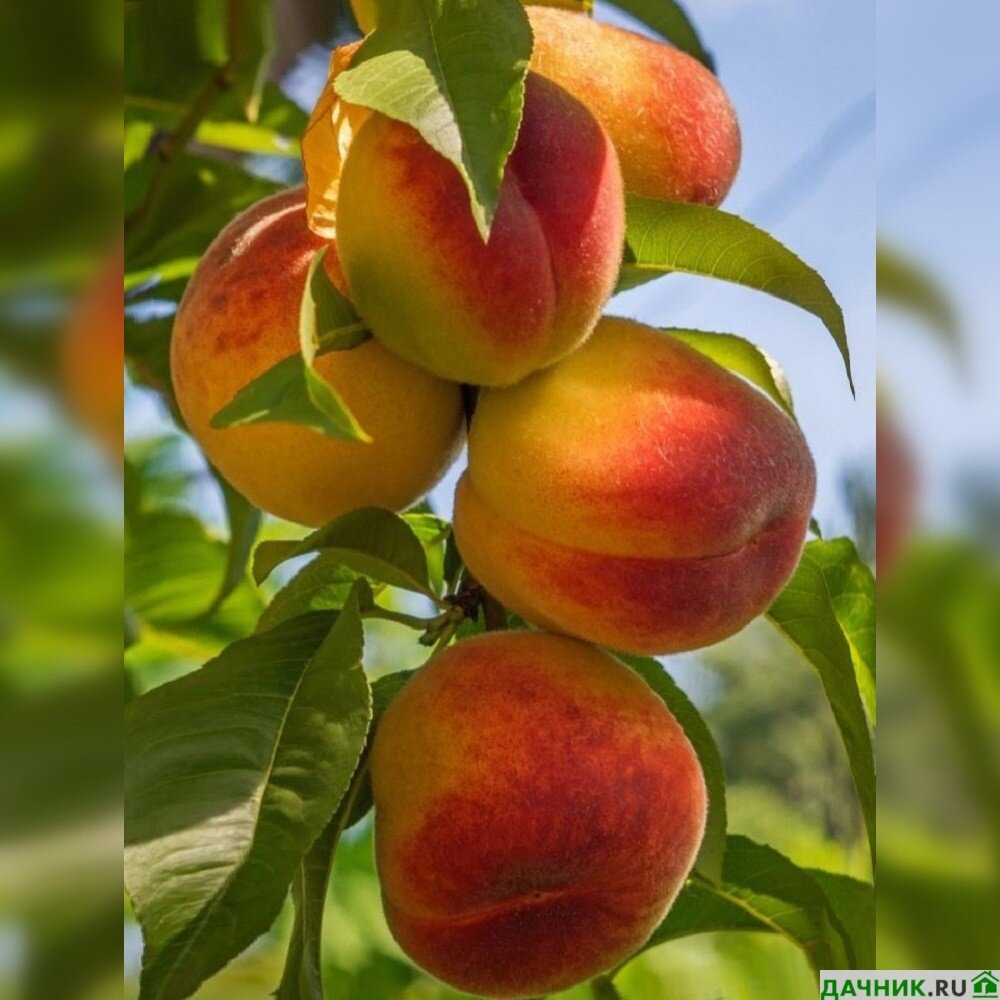 Размножение персика весной: 14 фото, черенками и косточкой. Как вырастить колоновидный персик? Как укоренить веточку в воде? Росток персика - фото и особенности