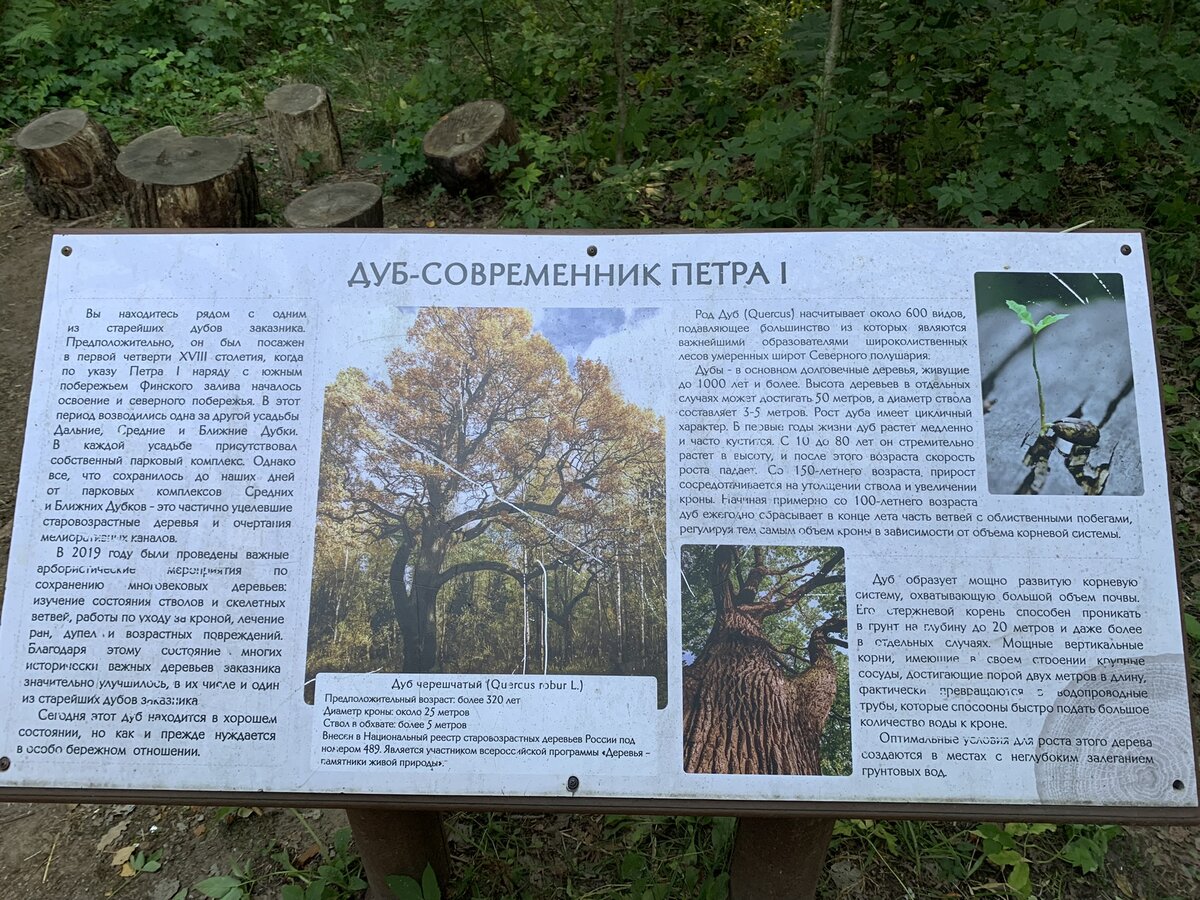 Экотропа лукоморье в лисьем. Экотропа Лукоморье в Лисьем носу. Эко тропа у Лукоморья в Лисьем носу. Эко тропа бугаина. Экотропа у Лукоморья Санкт-Петербург
