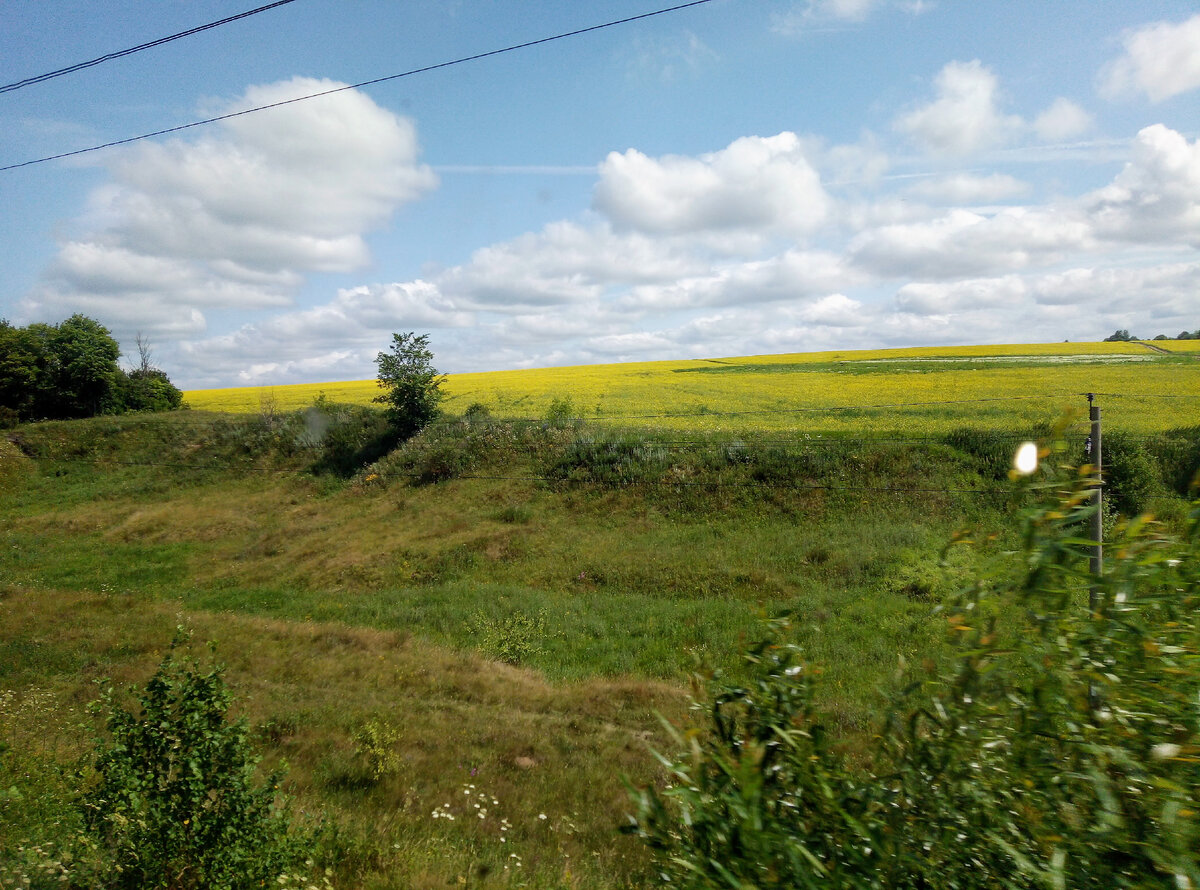 Поля цветущие. Красота невероятная!