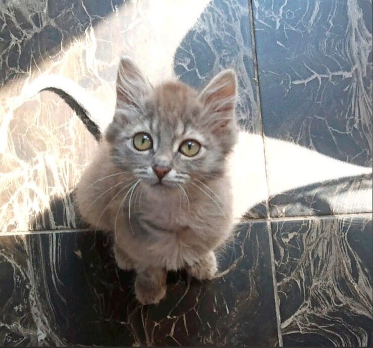 Мария говорит, что Филипок очень нежный и деликатный котёнок