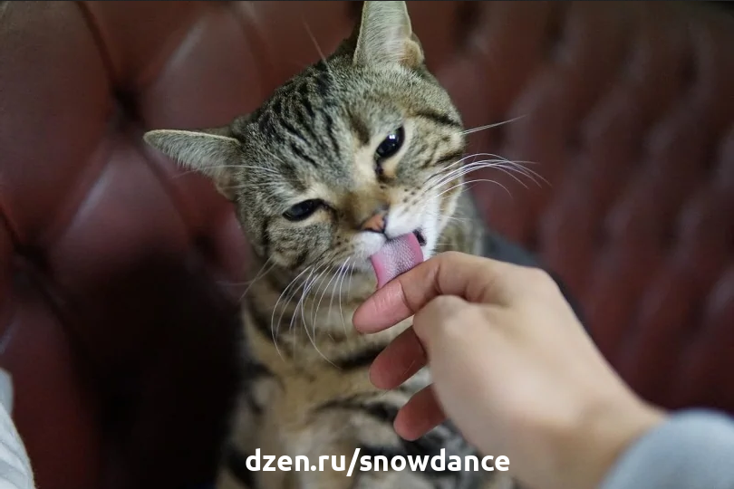 Почему моя кошка вылизывает шерстку, сидя... на мне? | КотоВедение | Дзен