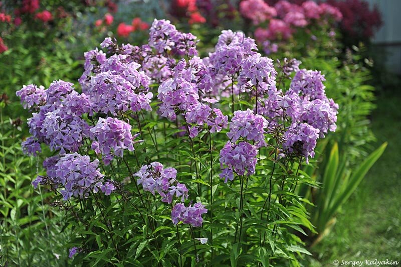 Флокс Константин Мельников