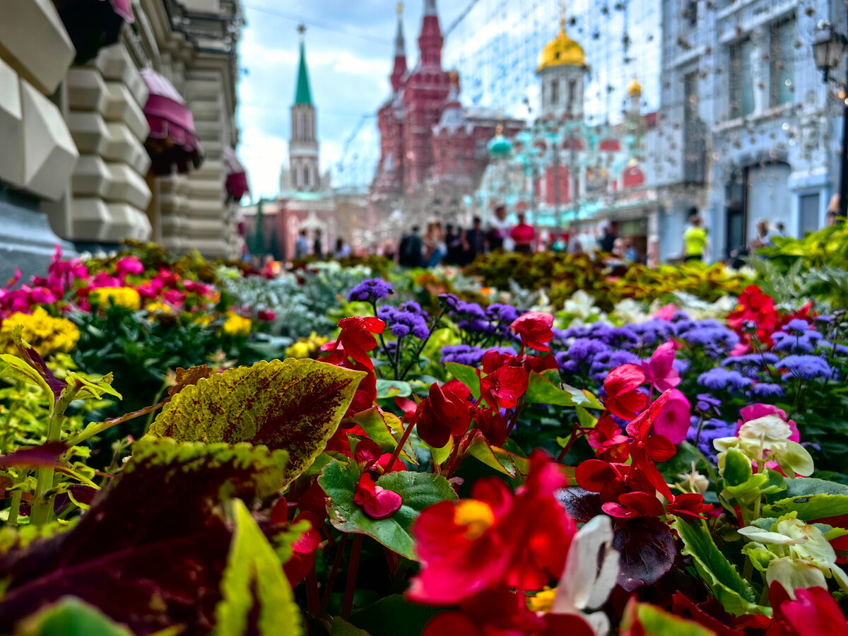 красная москва цветы