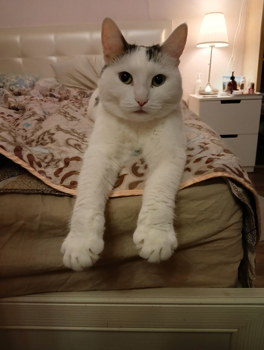 Кошка Веста или просто Киса