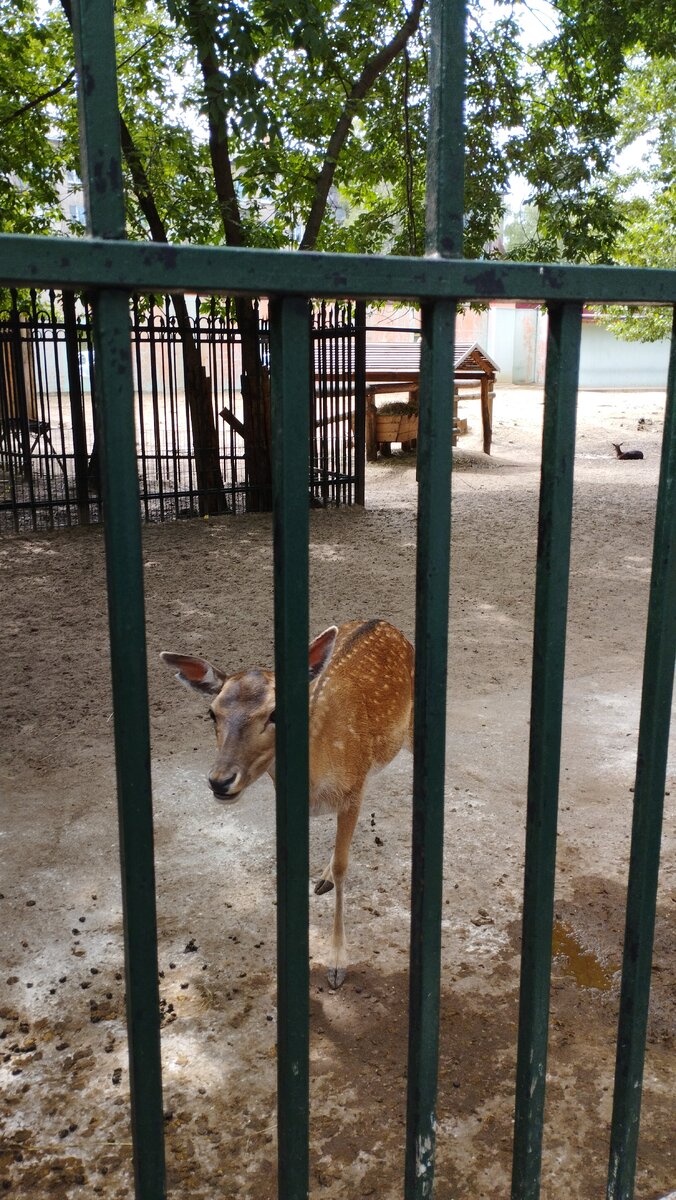 Как из мультика "Бэмби".