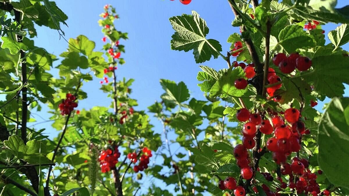 Как избавиться от тли на кустах смородины. Смородина дерево. Смородина фото ягода.