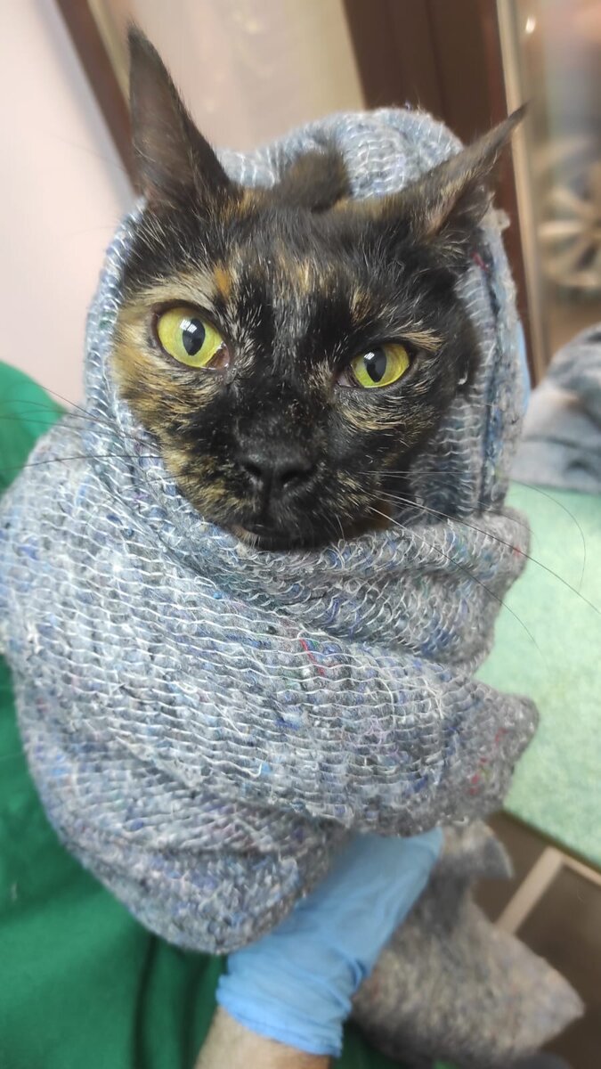 Куклёнок она черепаховый