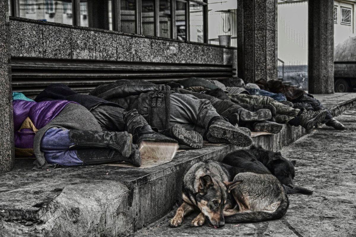 Бомж 2010. Бездомные собаки. Бездомный пес.