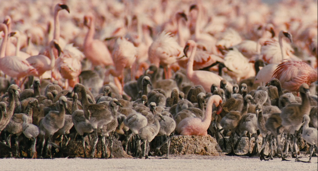 Кадр из фильма "The Crimson Wing: Mystery of the Flamingos"