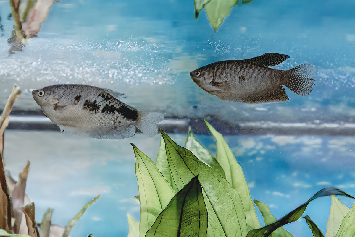 При фотографировании аквариума можно использовать различные ракурсы и использование отражений.