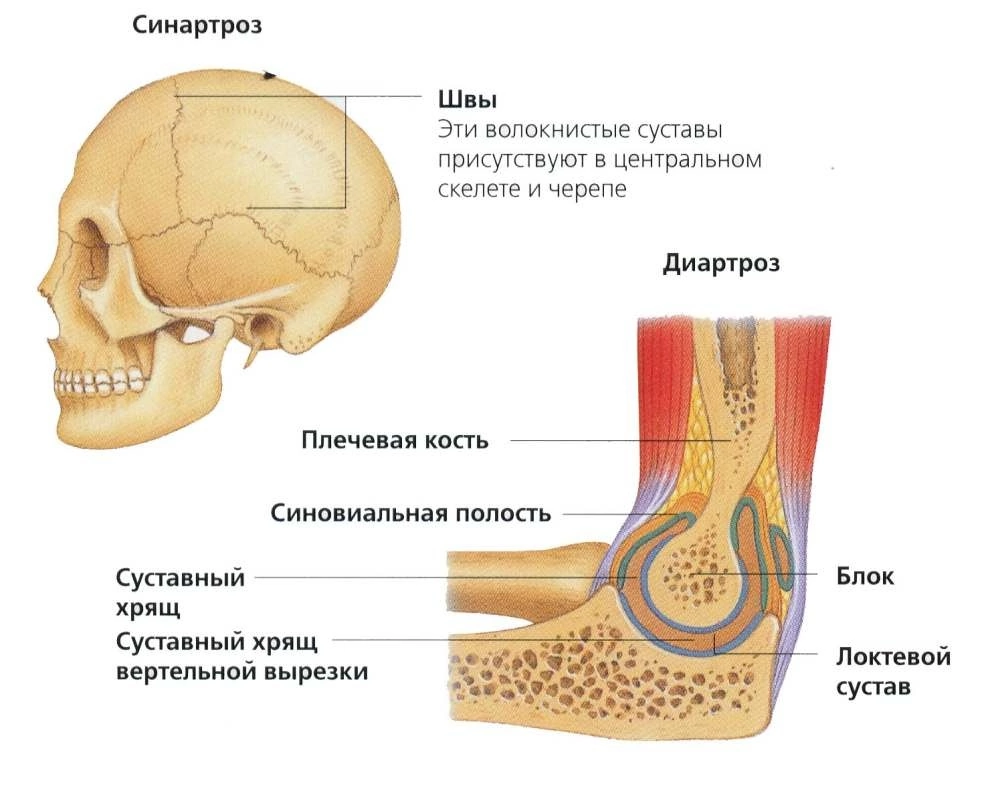 3 типа суставов