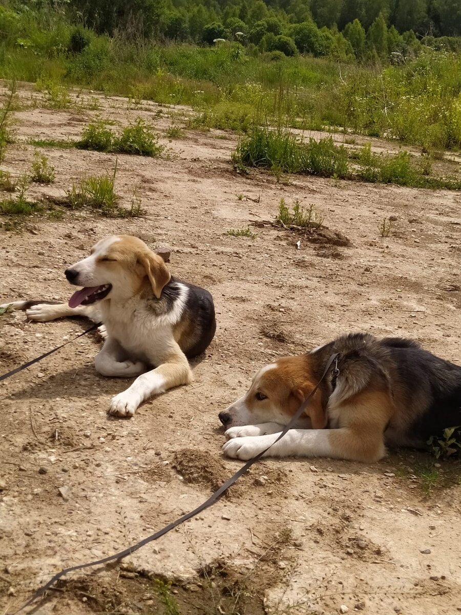 Фото Можайского приюта