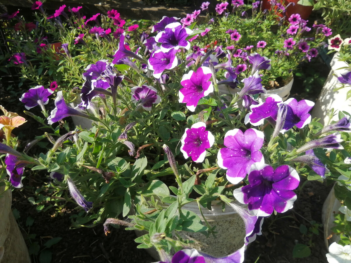 А так лучше? Или тоже ни к селу, ни к городу 😅