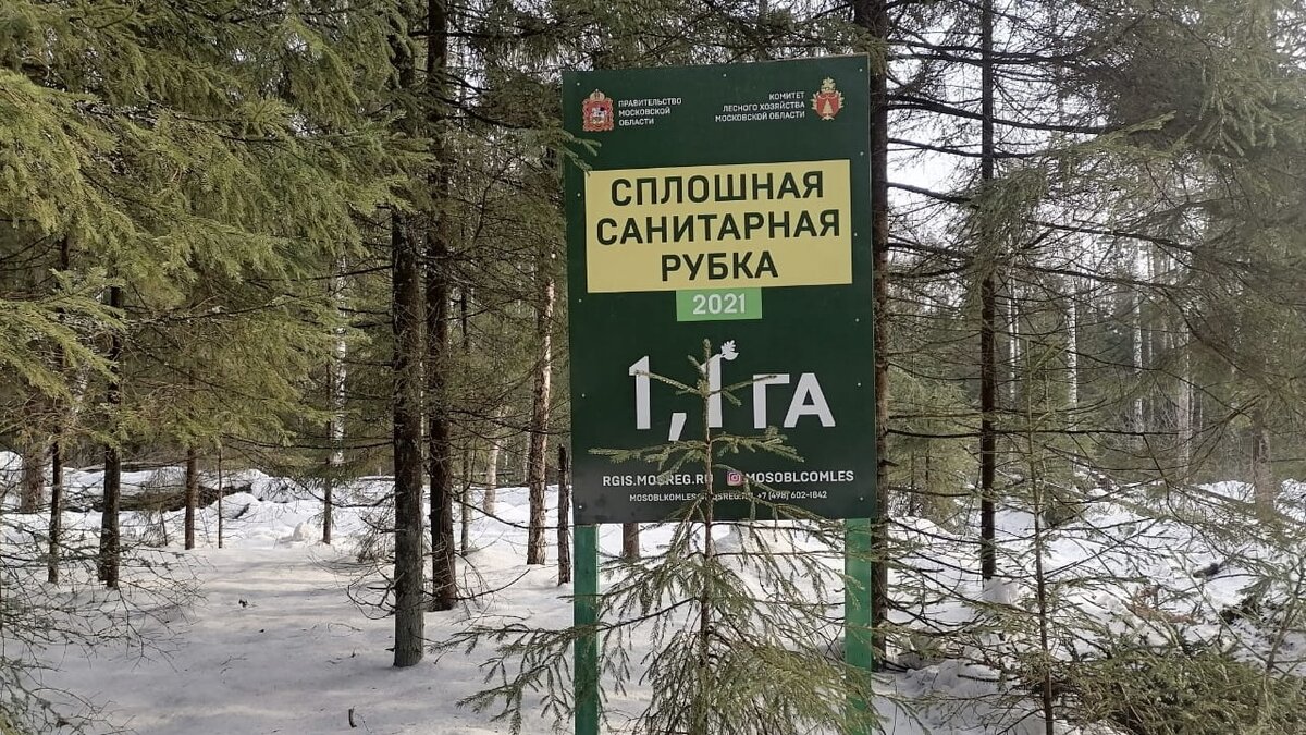 В лесах сократились санитарные рубки.