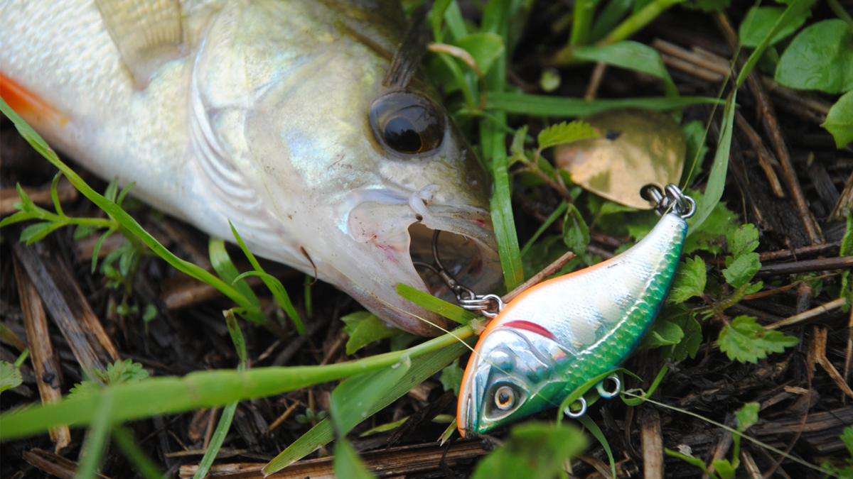 бюджетный виб