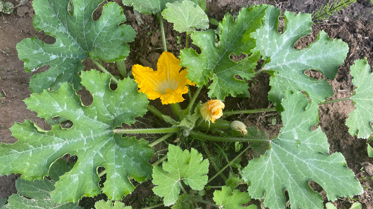 Цветет кабачок. Фото автора.