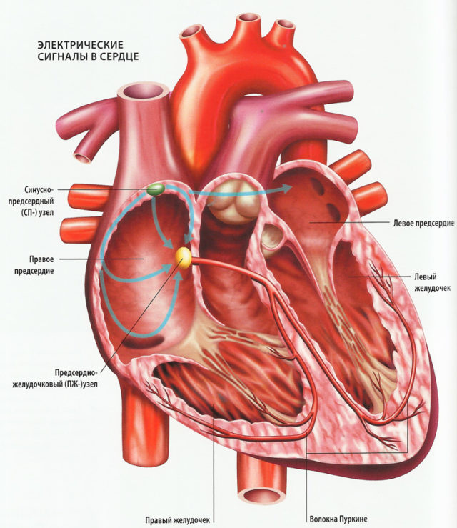 Слои предсердия. Анатомия сердечной мышцы.