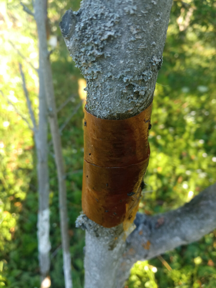 Липкая лента через две недели оклейки