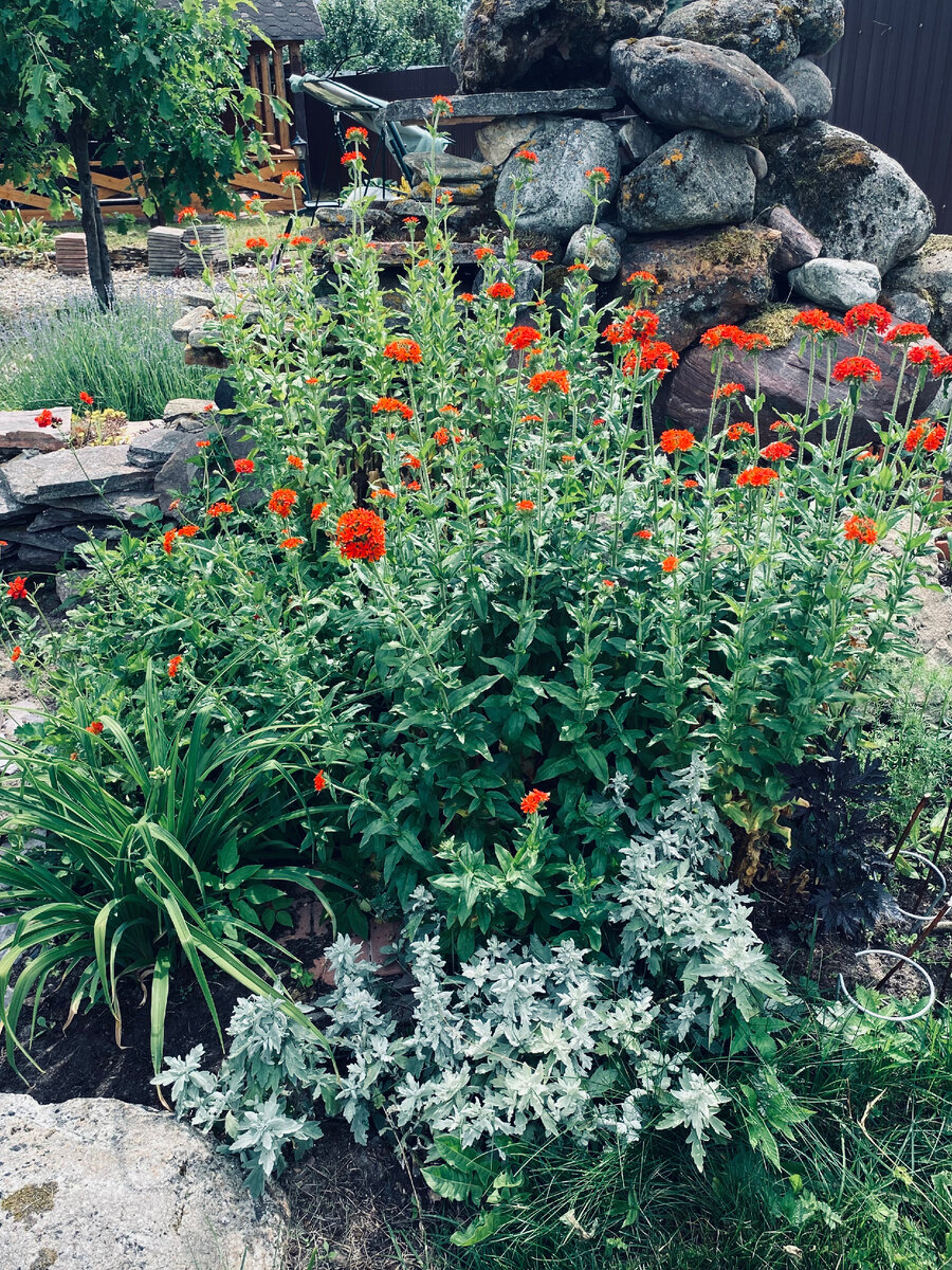 Посередине цветет лихнис, а слева за лилейником жмется гравилат.