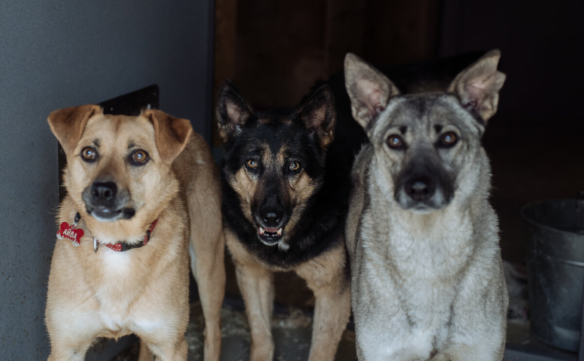 Айва, Ася, Грей