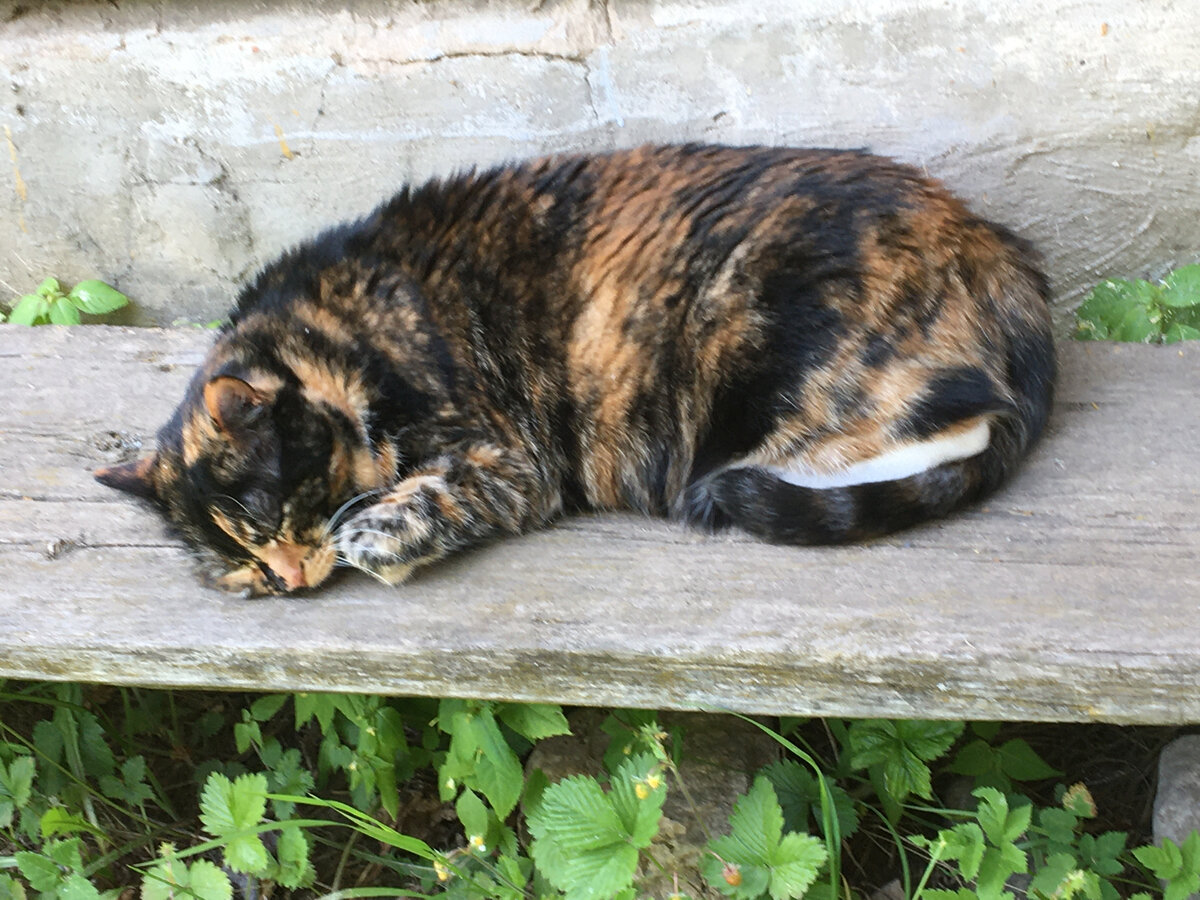 Василиса спит. Фото автора