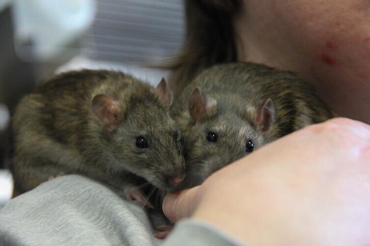    Ручные пасюки обнюхивают руки человека  Фото: Валерия Кочеткова. Собственная работа, по лицензии CC BY-SA 4.0