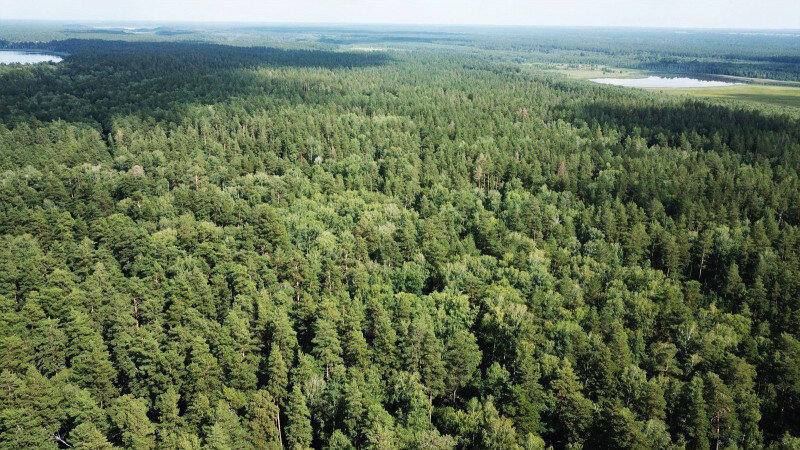     Памятник природы «Чупинский бор». minprirody.alregn.ru