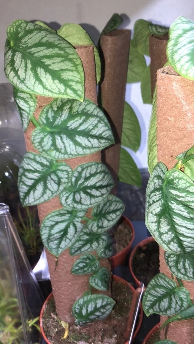 Сейчас в магазине можно купить вот такую крупненькую монстеру Дубиа