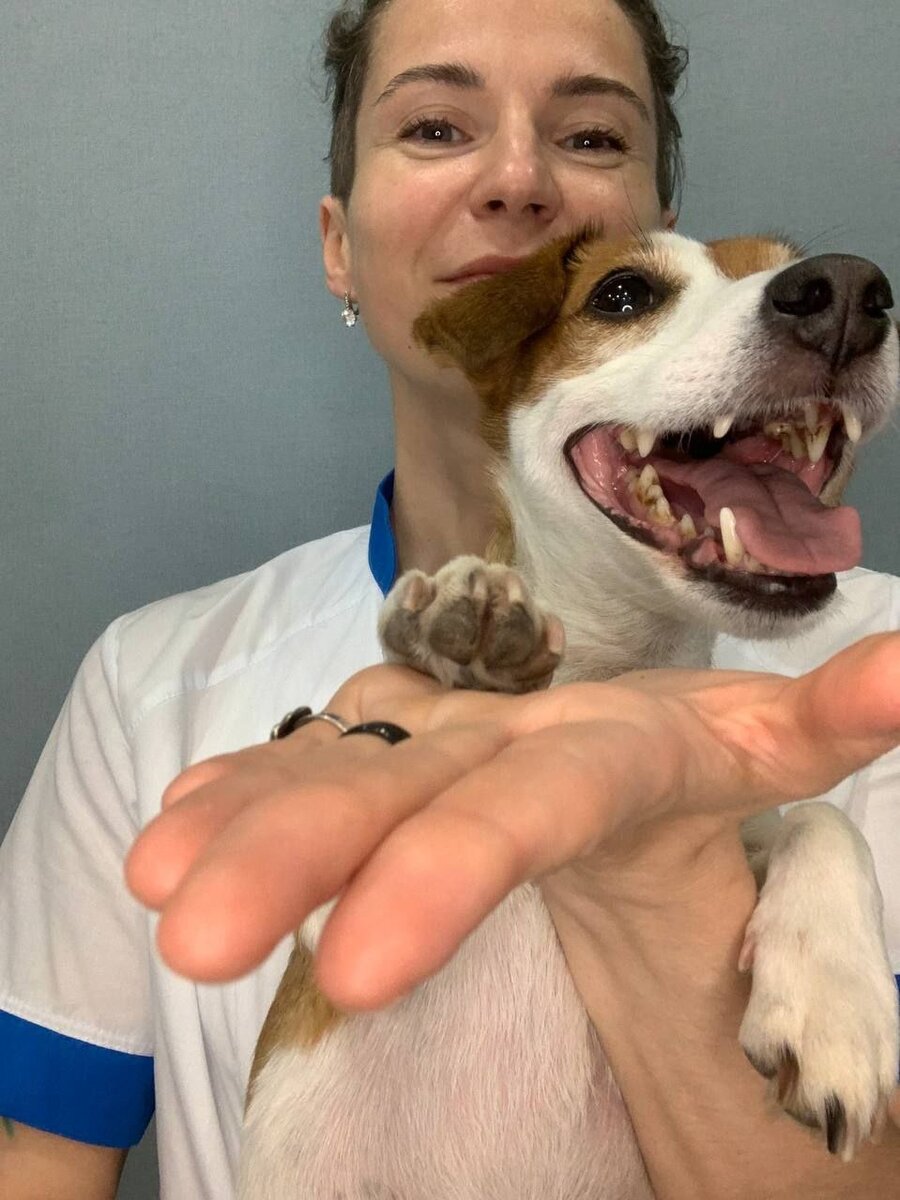 почему ветеринар. профессия врач ветеринар. почему ветеринар. профессия ветеринар. почему ветеринар.