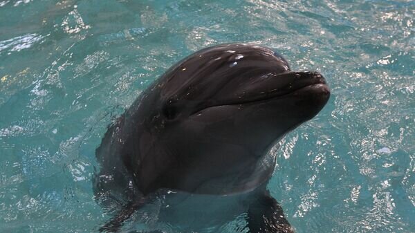    © РИА Новости . Виталий Аньков