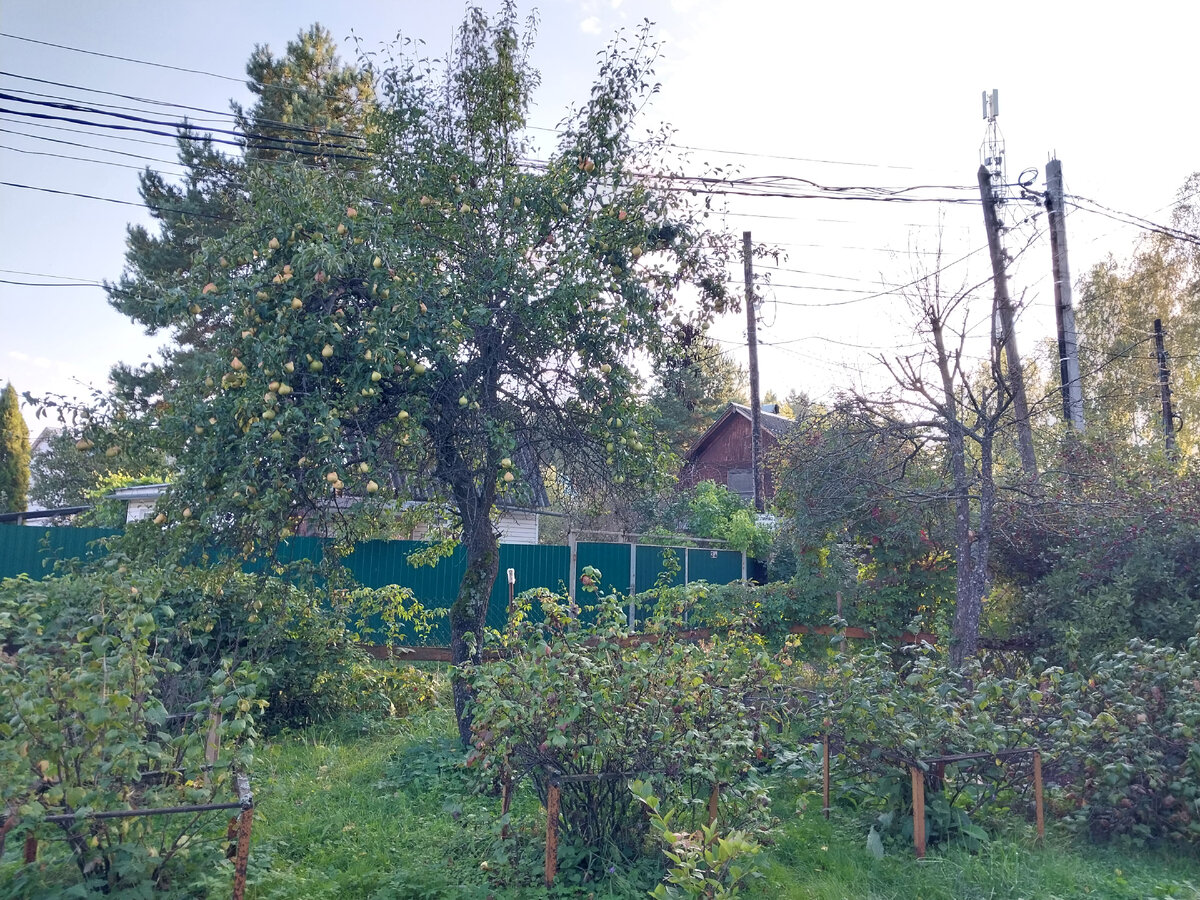 Китайка, которая засохла, справа. Слева - груша с очень вкусными плодами.